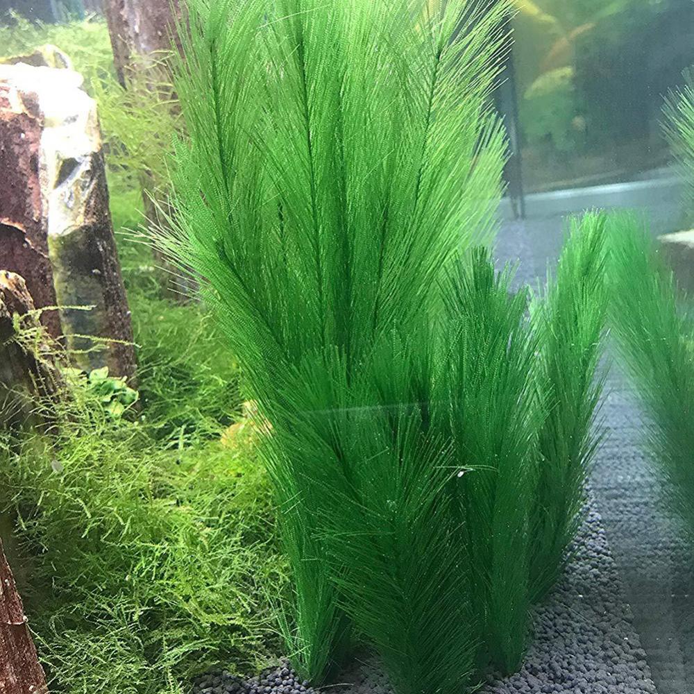 1/3Pcs 28/40 ซม.Aquarium Fish  - Aquarium Plant Live บทวิจารณ์และราคา