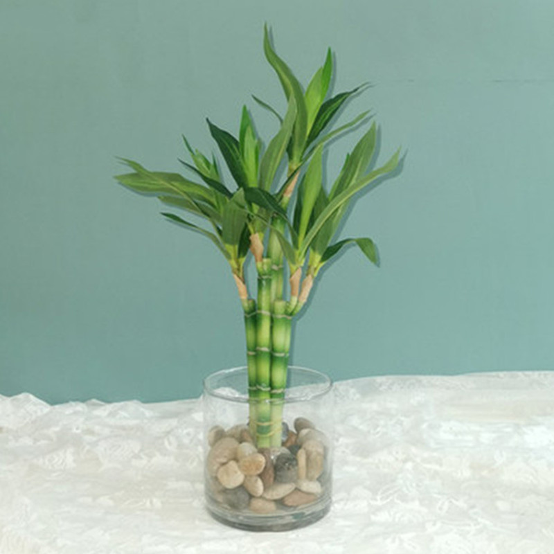 ใหม่ 40 ซม.rFtificial Lucky ไม - Aquarium Plant Display บทวิจารณ์และราคา