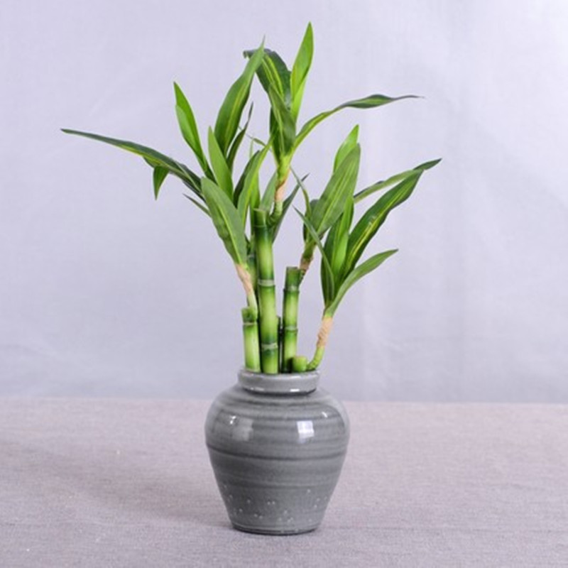ใหม่ 40 ซม.rFtificial Lucky ไม - Aquarium Plant Display บทวิจารณ์และราคา