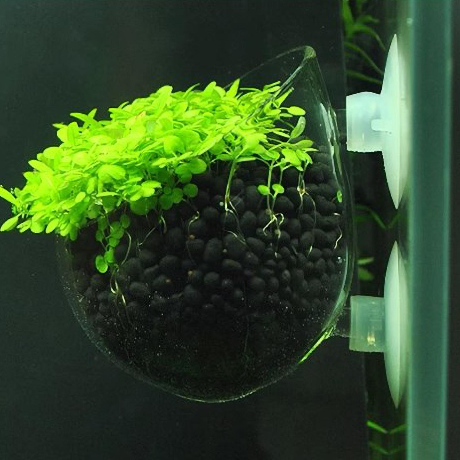 ที่วางต้นไม้ในตู้ปลา กระถางแก้ - Aquarium Plant Live บทวิจารณ์และราคา