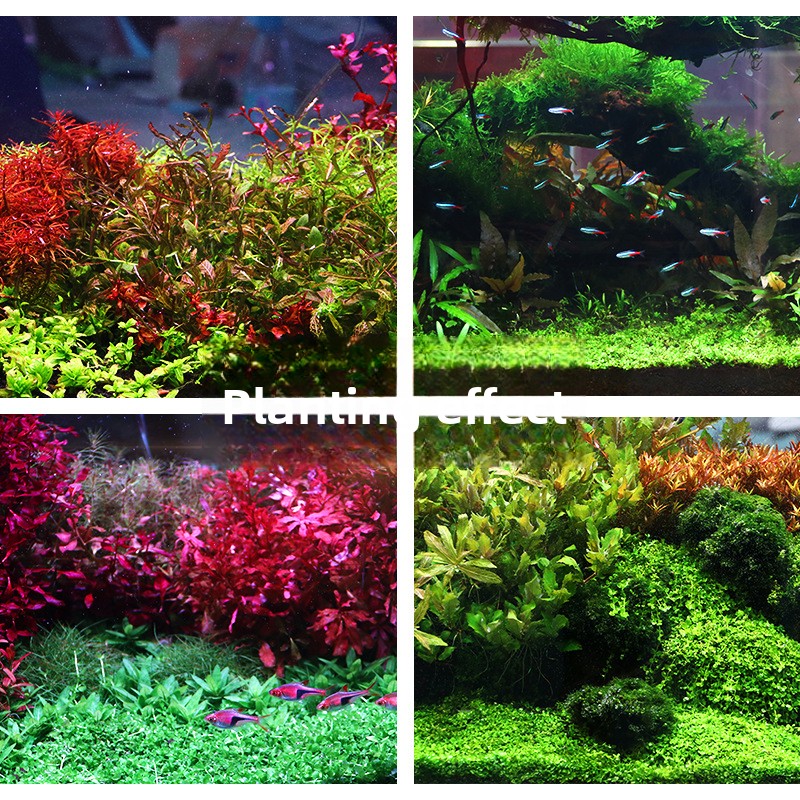 SYSENCIAGA ปลูก Aquarium พื้นผ - Aquarium Plant Fertilizer บทวิจารณ์และราคา