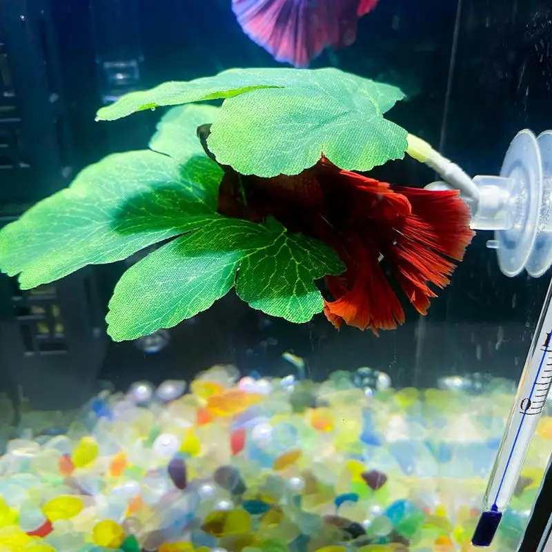 เปลใบไม้สำหรับปลากัด ตกแต่งตู้ - Planted Aquarium For Betta บทวิจารณ์และราคา