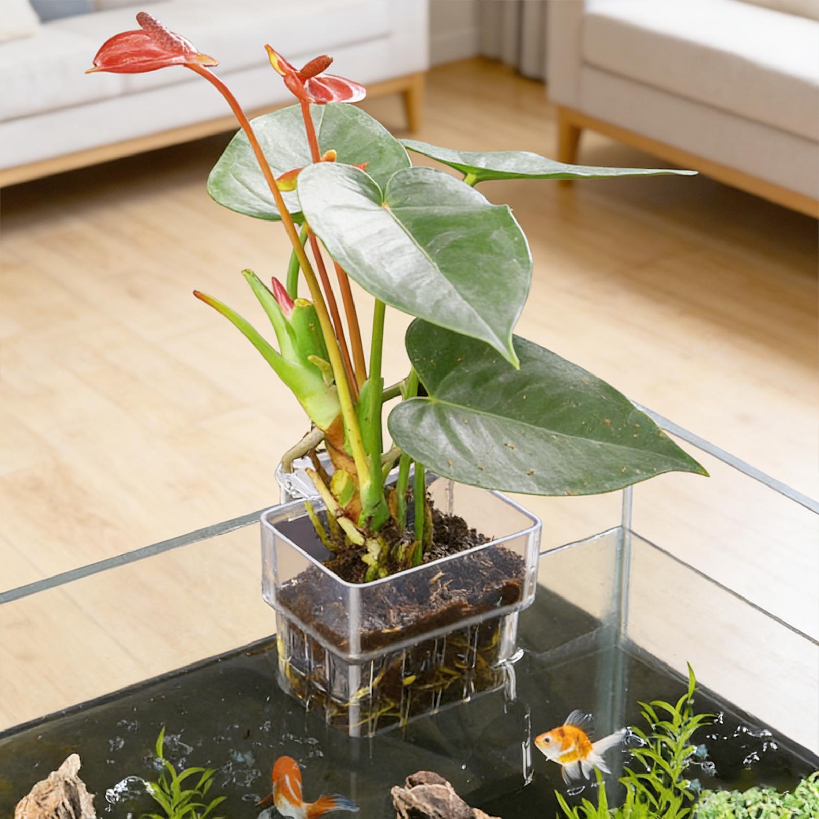 กระถางใสสำหรับแขวนปลูกพืชน้ำใน - Aquarium Plant Live บทวิจารณ์และราคา