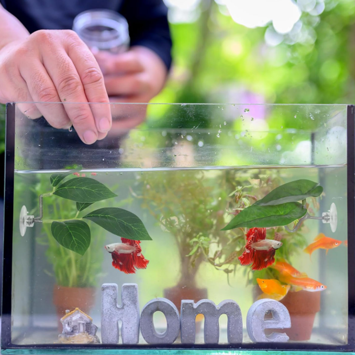 เปลปลาเบตต้า 1 ชิ้น ของตกแต่งต - Planted Aquarium For Betta บทวิจารณ์และราคา