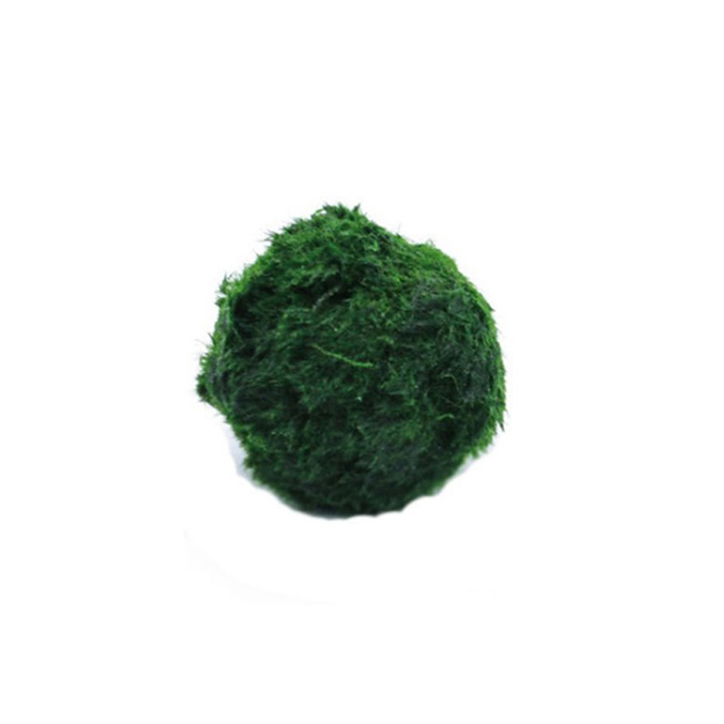 มาริโม่ มอสบอล ต้นไม้ประดับตู้ - Aquarium Plant Live บทวิจารณ์และราคา