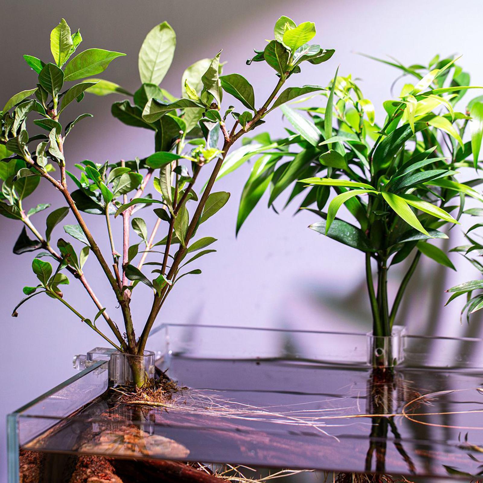 ที่แขวนต้นไม้สำหรับตู้ปลา 6 ชิ - Aquarium Plant Live บทวิจารณ์และราคา